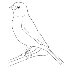 Serinus Canaria Free Coloring Page for Kids