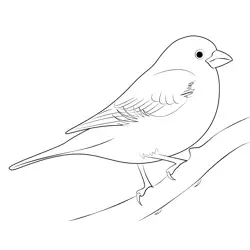 The Female Purple Finch Free Coloring Page for Kids