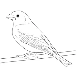 Wild Delight Finch Free Coloring Page for Kids