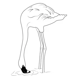 Flamingo At The Waterhole Free Coloring Page for Kids