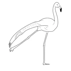 Flamingo Bird Dance