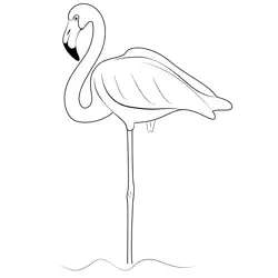 Flamingos Stand On One Leg In Water
