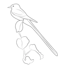 Female Scissor Tailed Flycatcher Free Coloring Page for Kids
