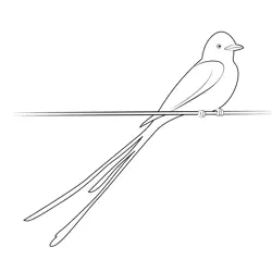 Male Scissor Tailed Flycatcher Free Coloring Page for Kids