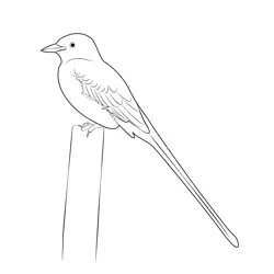 Scissor Tailed Flycatcher 7 Free Coloring Page for Kids