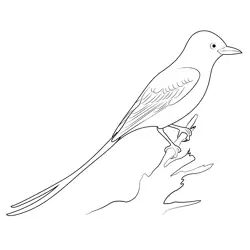 The Long Tail Bird Free Coloring Page for Kids