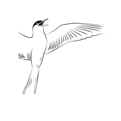 Arctic Tern 5 Free Coloring Page for Kids