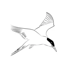 Arctic Tern 6 Free Coloring Page for Kids