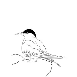 Arctic Tern 8 Free Coloring Page for Kids