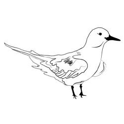 Black Tern 4 Free Coloring Page for Kids