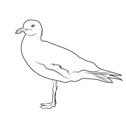 Watching Seagulls Free Coloring Page for Kids