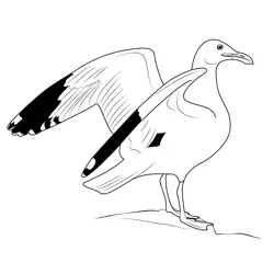 Western Gull Free Coloring Page for Kids