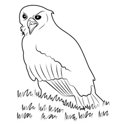 Angry Eagle Owl Free Coloring Page for Kids