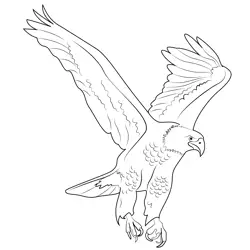 Bald Eagle 1 Free Coloring Page for Kids