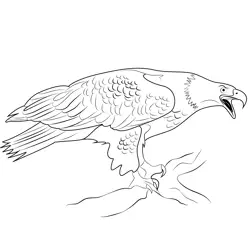 Bald Eagle 2 Free Coloring Page for Kids