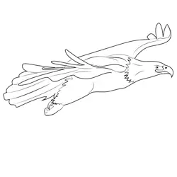 Bald Eagle Fly Free Coloring Page for Kids