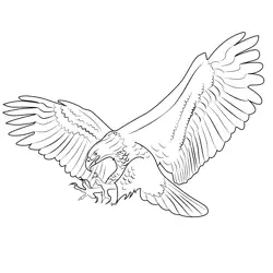 Bald Eagle Landing Free Coloring Page for Kids