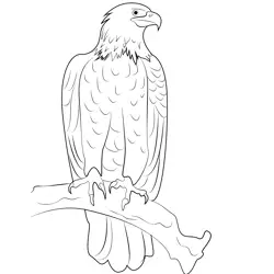 Bald Eagle Perched Free Coloring Page for Kids