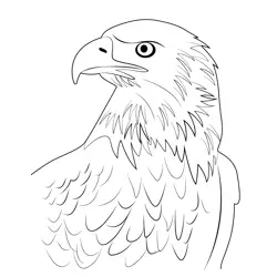 Bald Eagle Portrait Free Coloring Page for Kids