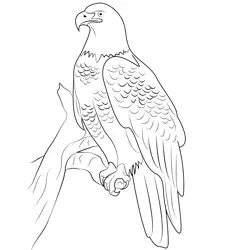Bald Eagle Roosting Free Coloring Page for Kids