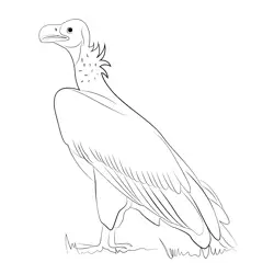 Lappet Faced Vulture Bird Free Coloring Page for Kids