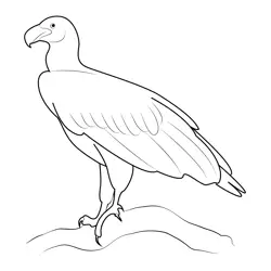 Lappet Faced Vulture Free Coloring Page for Kids
