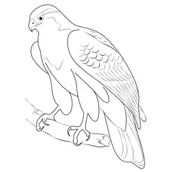 Northern Goshawk Closeup Free Coloring Page for Kids