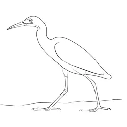 Beautiful Heron Free Coloring Page for Kids