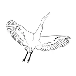 Bittern 4 Free Coloring Page for Kids