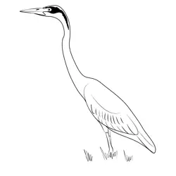 Black Headed Heron Free Coloring Page for Kids