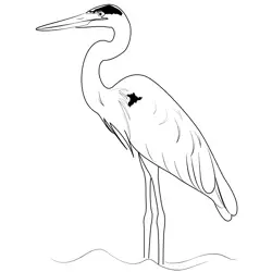Blue Heron Free Coloring Page for Kids