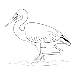 Goliath Heron Free Coloring Page for Kids