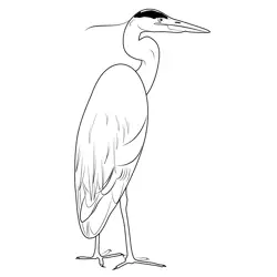 Great Blue Heron Bird Free Coloring Page for Kids