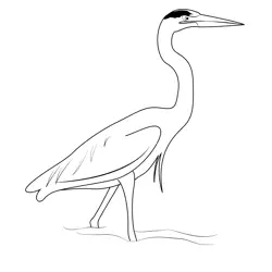 Great Blue Heron Fishing Free Coloring Page for Kids