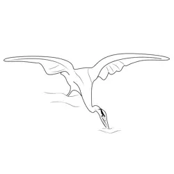 Great Blue Heron Fly Wing Free Coloring Page for Kids