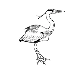 Grey Heron 2 Free Coloring Page for Kids