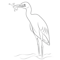 Heron 1 Free Coloring Page for Kids