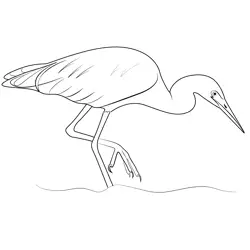 Little Blue Heron 2 Free Coloring Page for Kids
