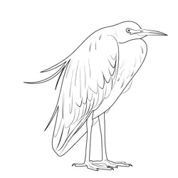 White Faced Heron Free Coloring Page for Kids