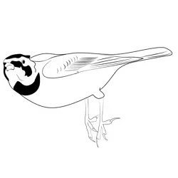 Horned Lark Fly Free Coloring Page for Kids