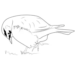 Horned lark 23 Free Coloring Page for Kids
