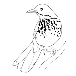 Brown Thrasher Adult Free Coloring Page for Kids