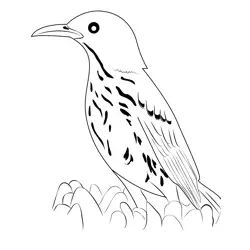 Brown Thrasher Free Coloring Page for Kids