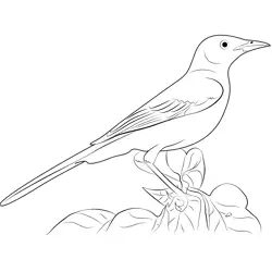 Young White Mockingbird Free Coloring Page for Kids