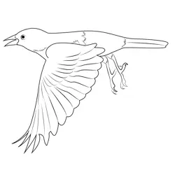 Baltimore Oriole In Flight Free Coloring Page for Kids