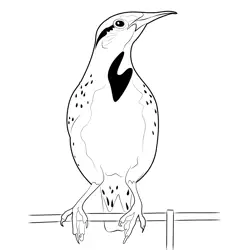 Beautiful Meadowlark Bird Free Coloring Page for Kids