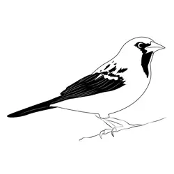 Streak Backed Oriole Adult Female Free Coloring Page for Kids
