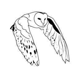 Birds barn Owl 3