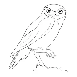 Little Owl 1 Free Coloring Page for Kids
