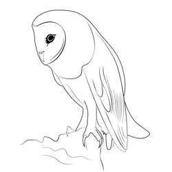 White Face Owl Free Coloring Page for Kids